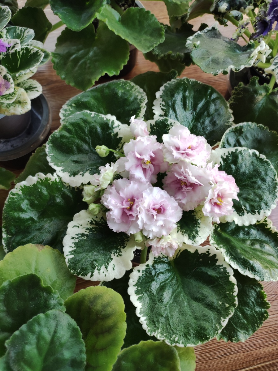 Сорт НН- Румянец 