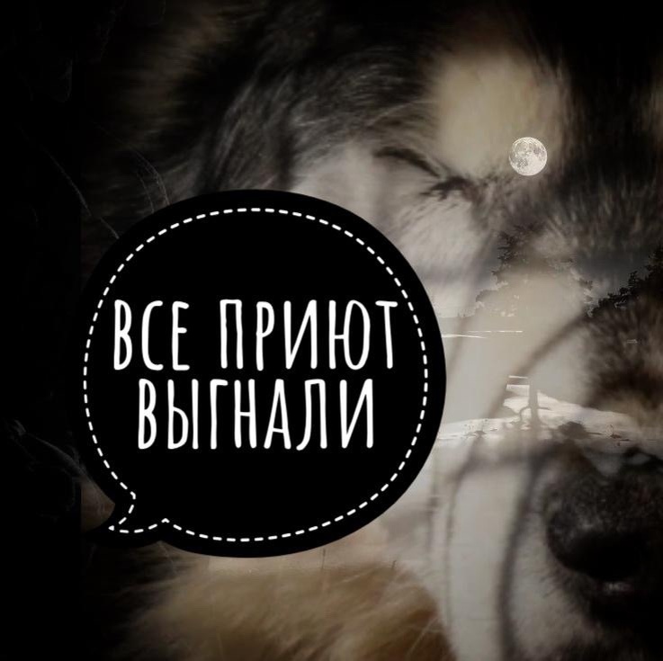 Приюту необходимо покинуть помещение!