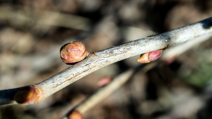 Вычистил почкового клеща горячей водой за 5 минут. Смородина плодоносит 8 лет