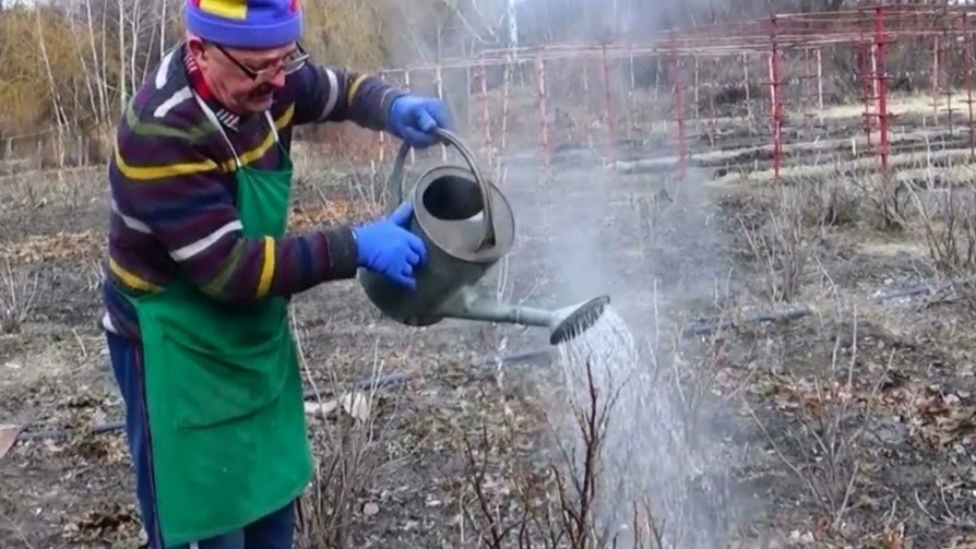 Термическая обработка смородины - простой и эффективный способ борьбы с клещом