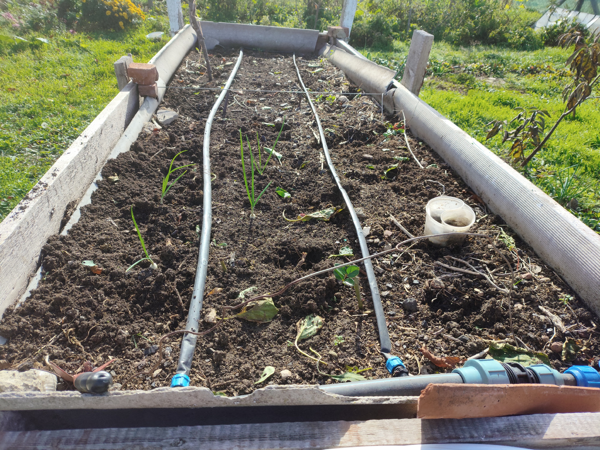 Чисто. Почти. Только лучок остался