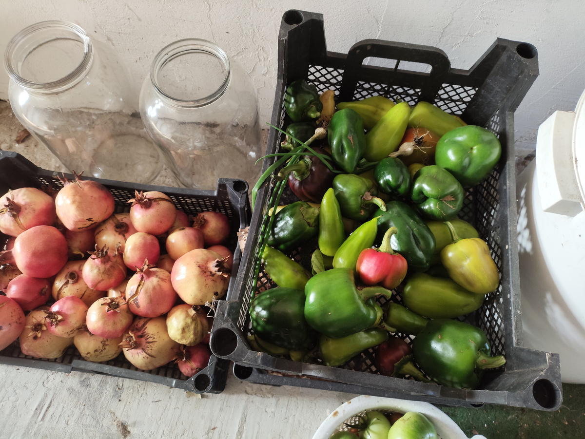 Урожай перцев. И остатки гранатов.