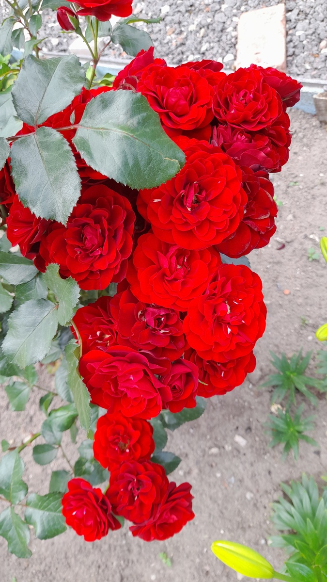 Роза из супермаркета. Попался пересорт, но удачный, определена как Лаваглют. 