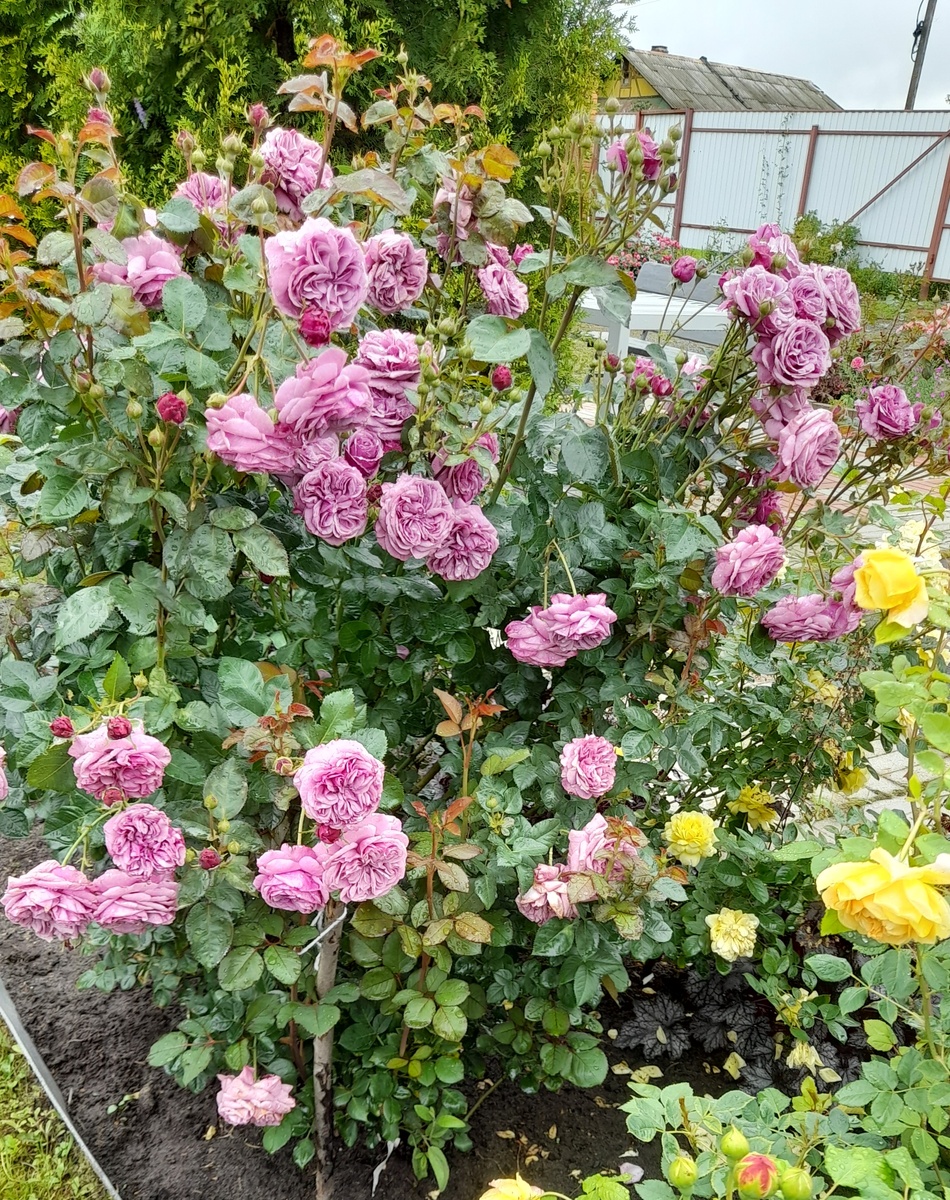 Квиксильвер, попала пересортом от частного производителя.