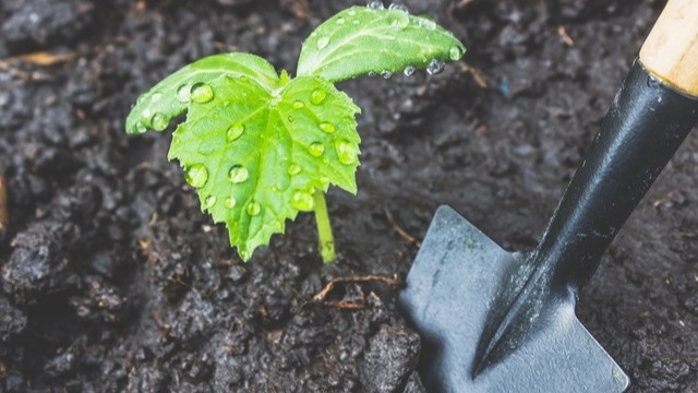 Вот так выглядят всходы кабачков в мае после подзимнего посева - никакой рассады не нужно