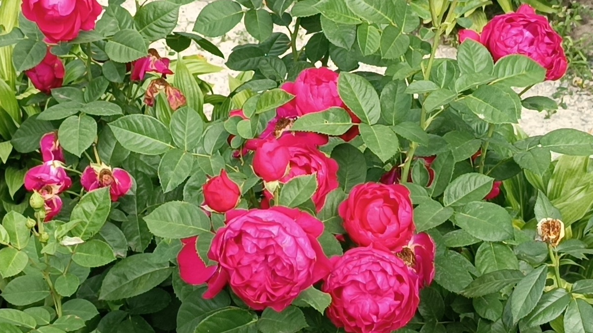 Роза Аскот (Ascot)