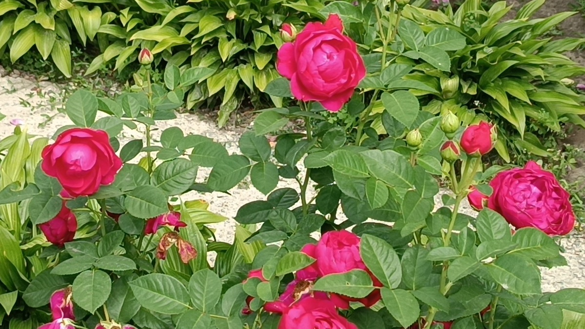 Роза Аскот (Ascot)