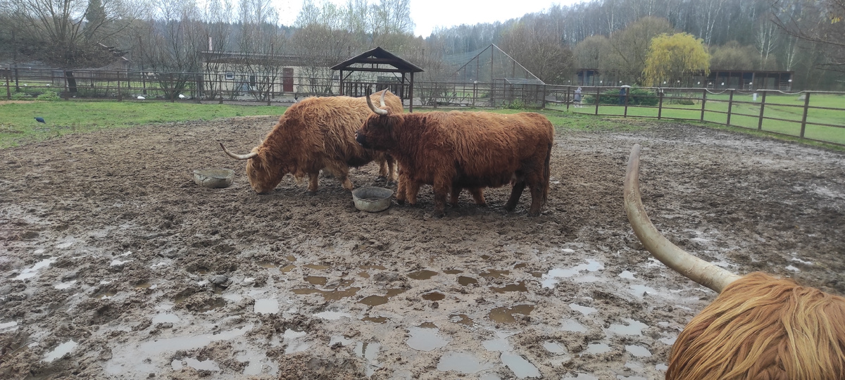 Шерстяные быки