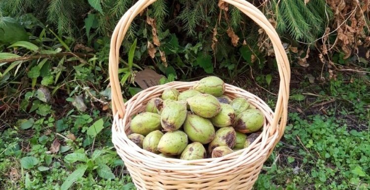    Фото: Правительство Тамбовских лесов