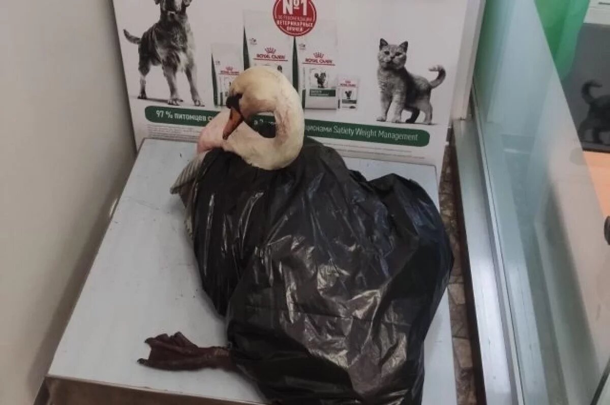    В Башкирии неизвестный расстрелял лебедя-шипуна