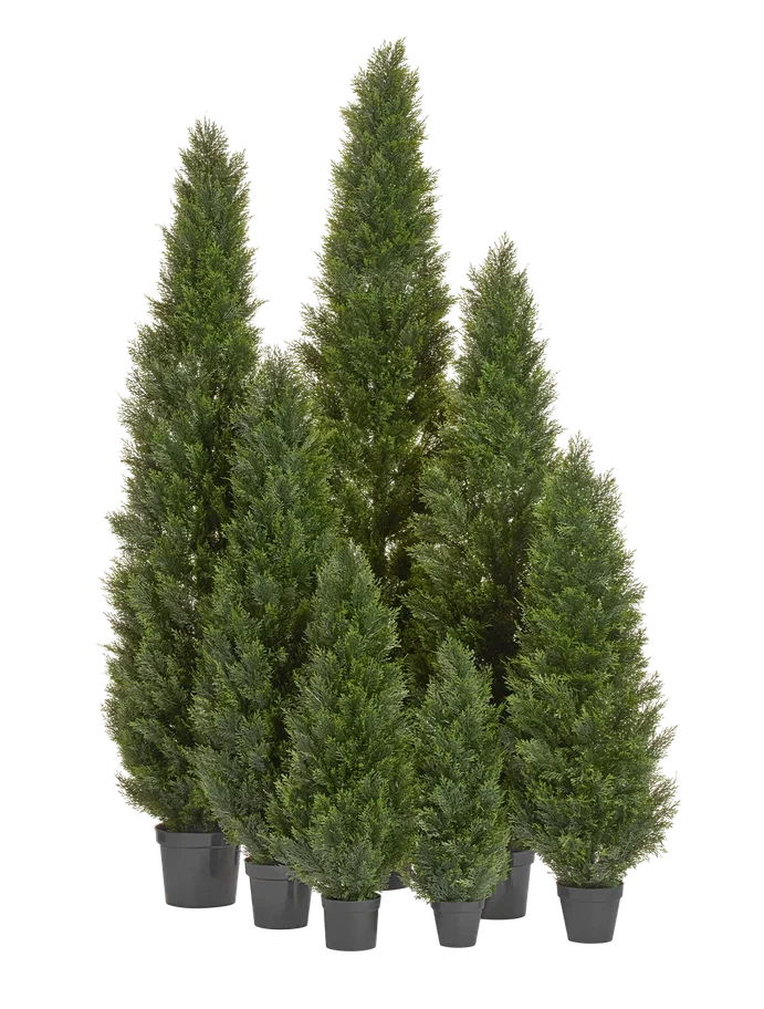 Туя Смарагд