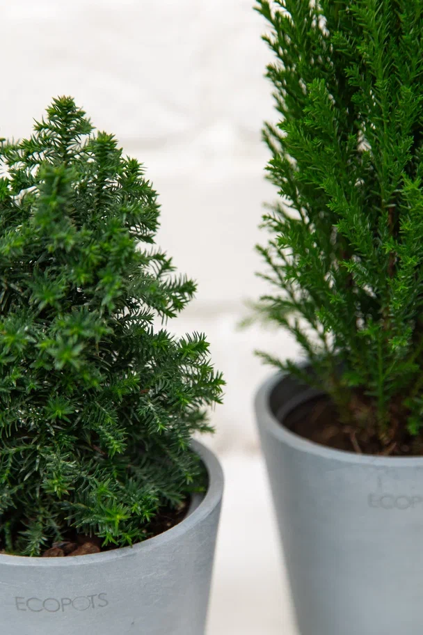 Туя Смарагд купить