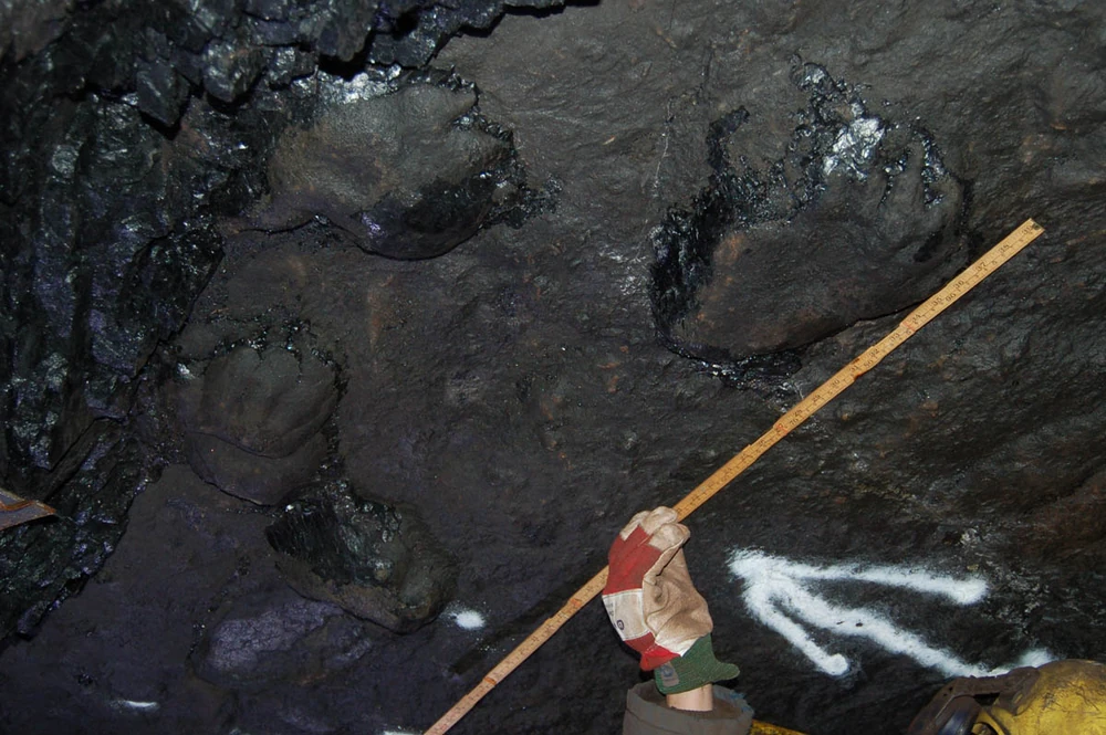 Тулитерипус - ископаемый отпечаток лапы пантодонта, найденный в угольном пласту на Шпицбергене; сами пантодонты появились в Северной Америке, но мигрировали через Арктику в Европу