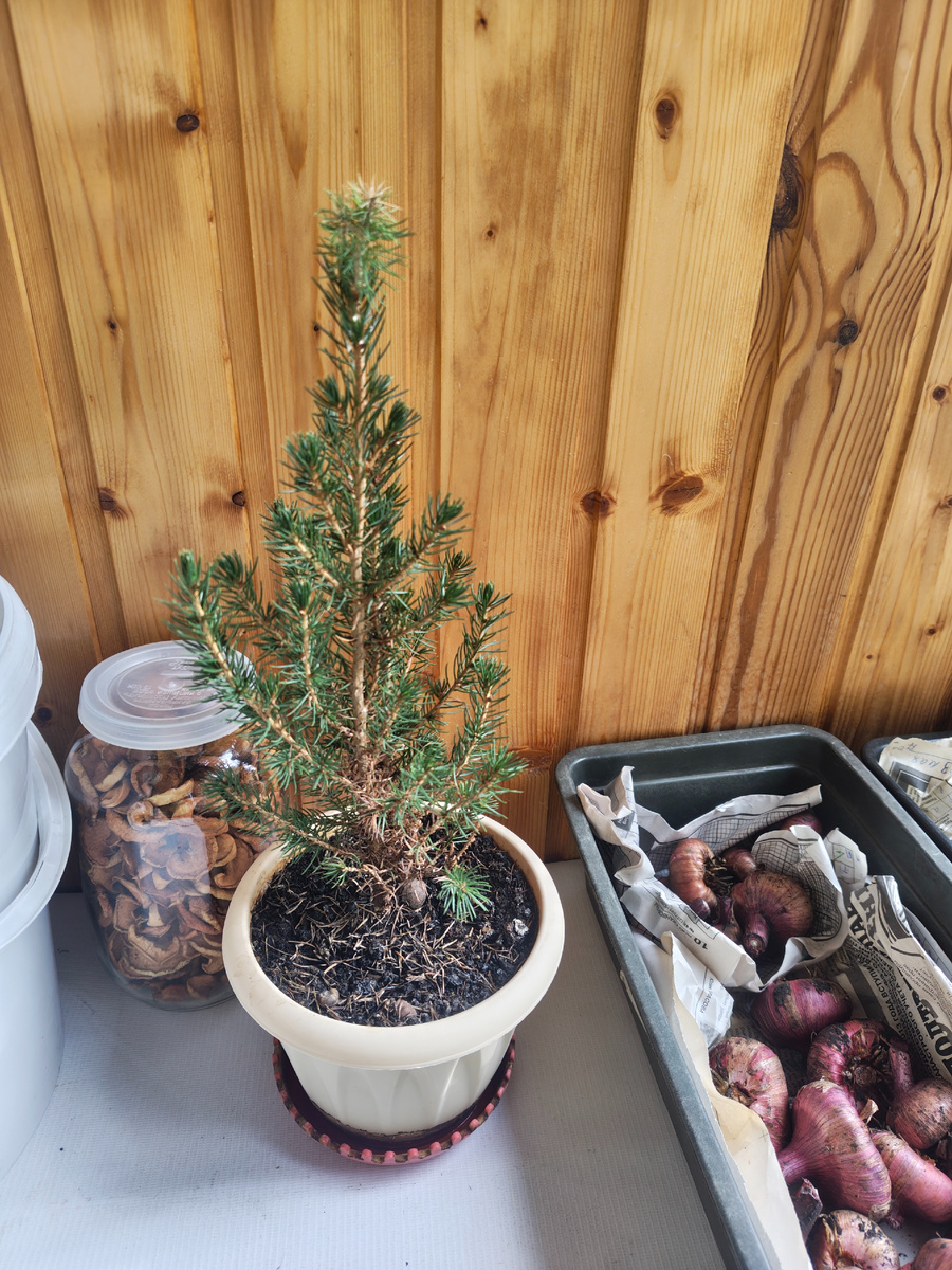 И вот ёлка уже в новом горшке.