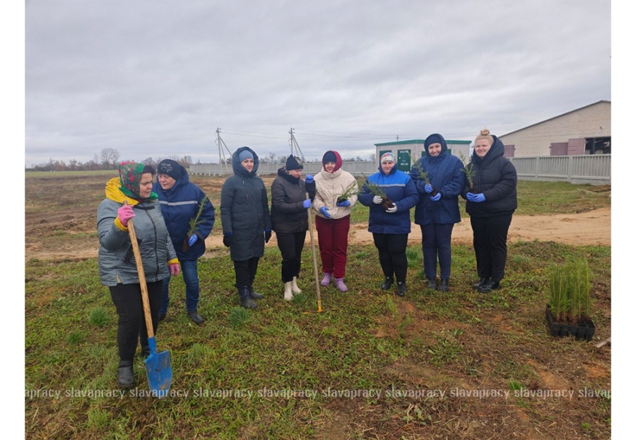     Вклад в экологию: администрация ОАО "Семежево" активно приняла участие в посадке молодых елей