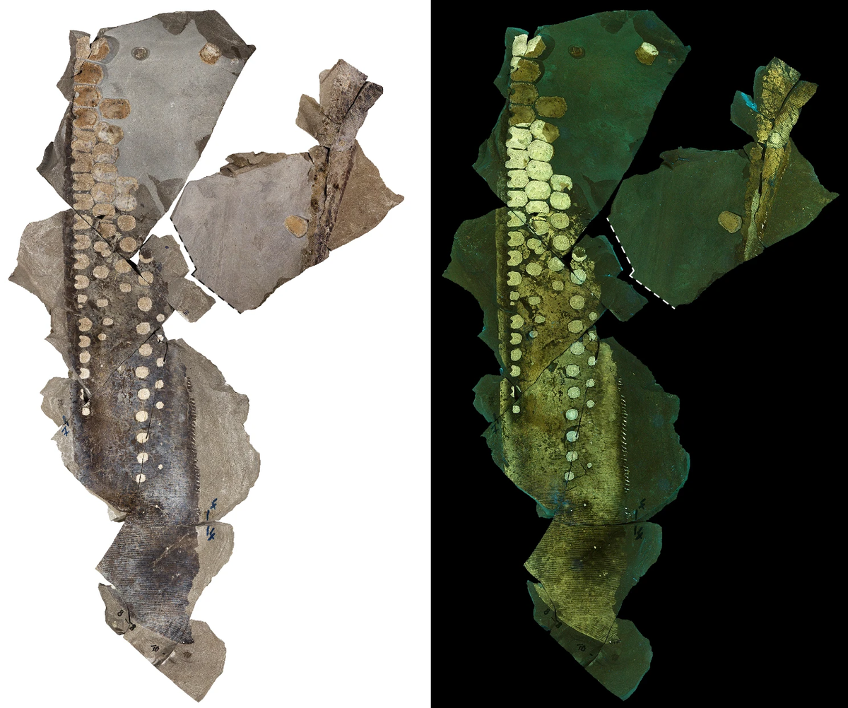 Те самые остатки плавника в поляризованном и ультрафиолетовом свете