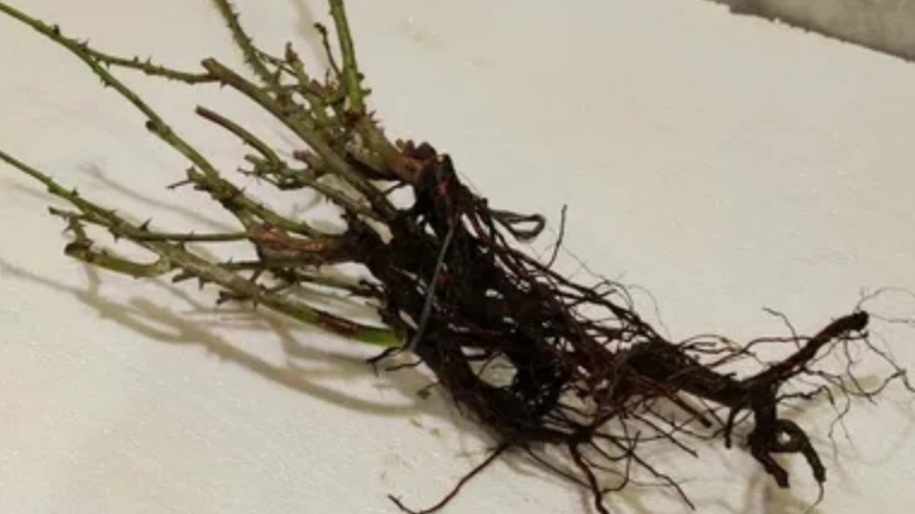 Результат неправильного зимнего укрытия - полное разложение корневой системы садовых роз