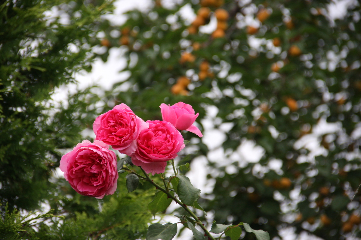 Сад, который никуда не денется, но немного изменится