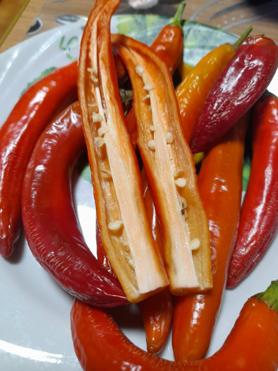 Перец СН-19 готовится к сушке.