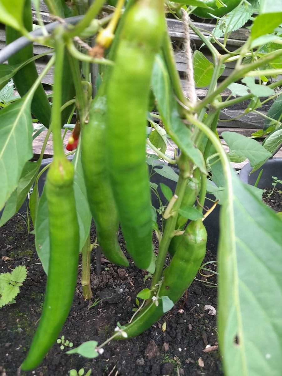 Перец СН-19, фото сделано 30 августа, ведро ещё стоит на улице.