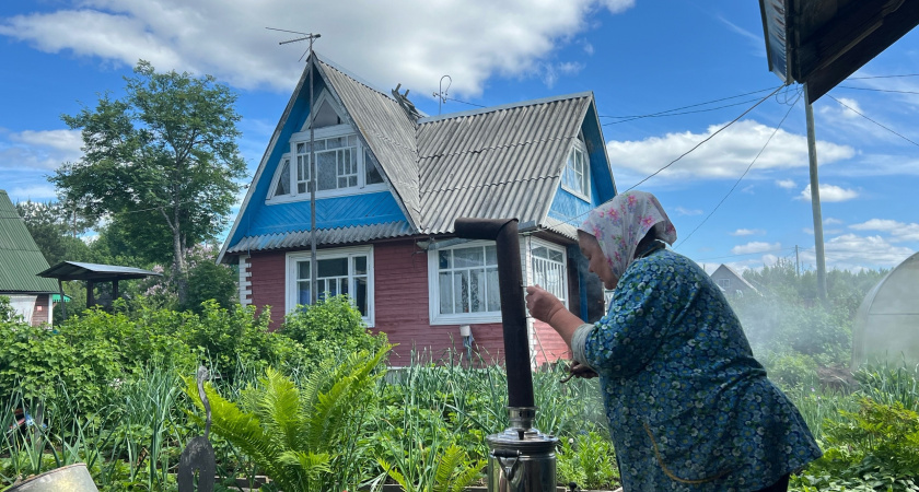    Китайцы толпой стояли у бабушкиного огорода и умоляла продать им сорняк: "русское чудо", а мы его сжигаем