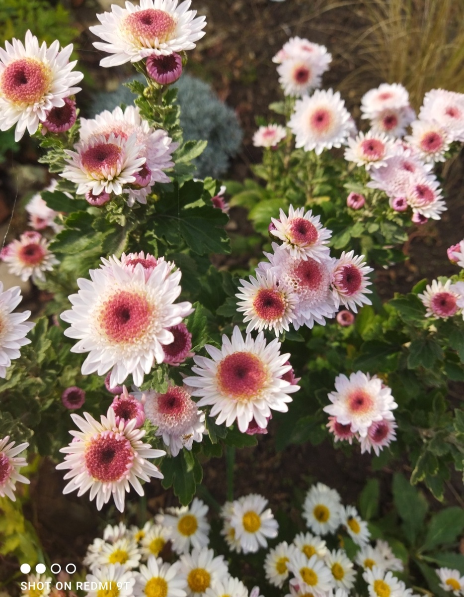 Её я знаю как зовут- Медея! 