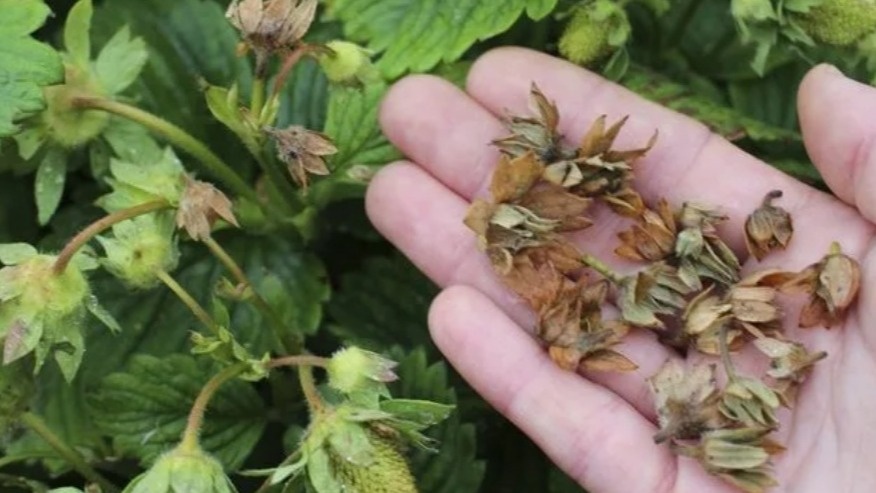 Вывожу земляничного долгоносика за 3 обработки в ноябре. Весной на грядках будут только здоровые кусты