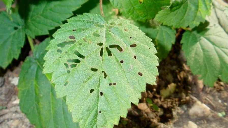 По таким дырочкам на листьях легко определить присутствие вредителя