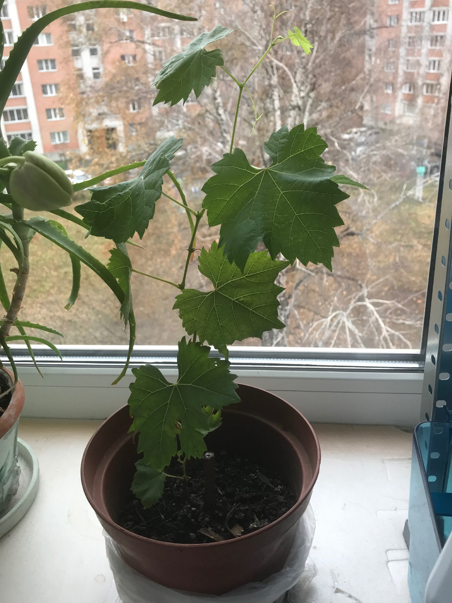 Саженец винограда Аркадия (Настя). Нам 8 месяцев.