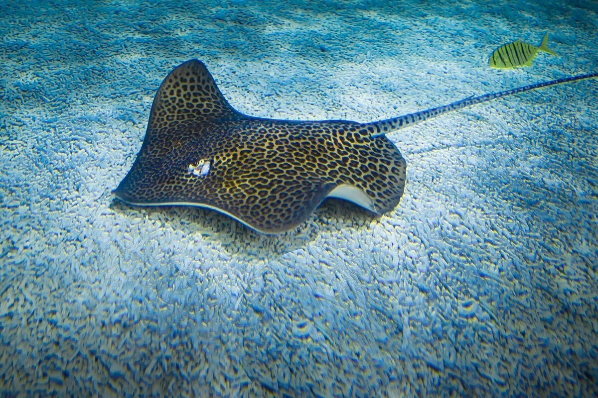 Фото с сайта: https://playbookpro.ru/photo/k-chemu-snitsya-skat