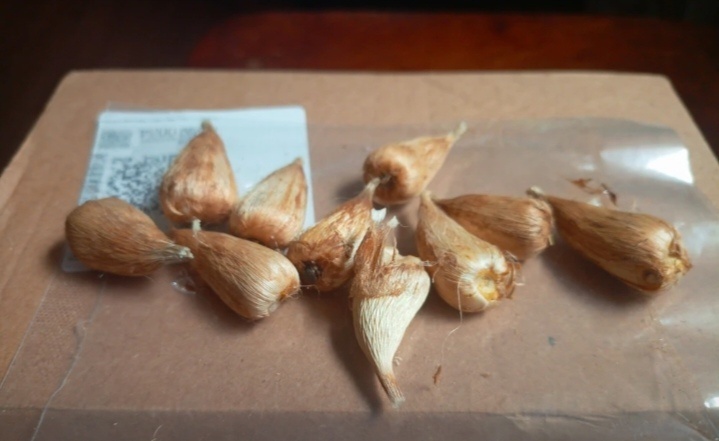 Это точно фрезия. 