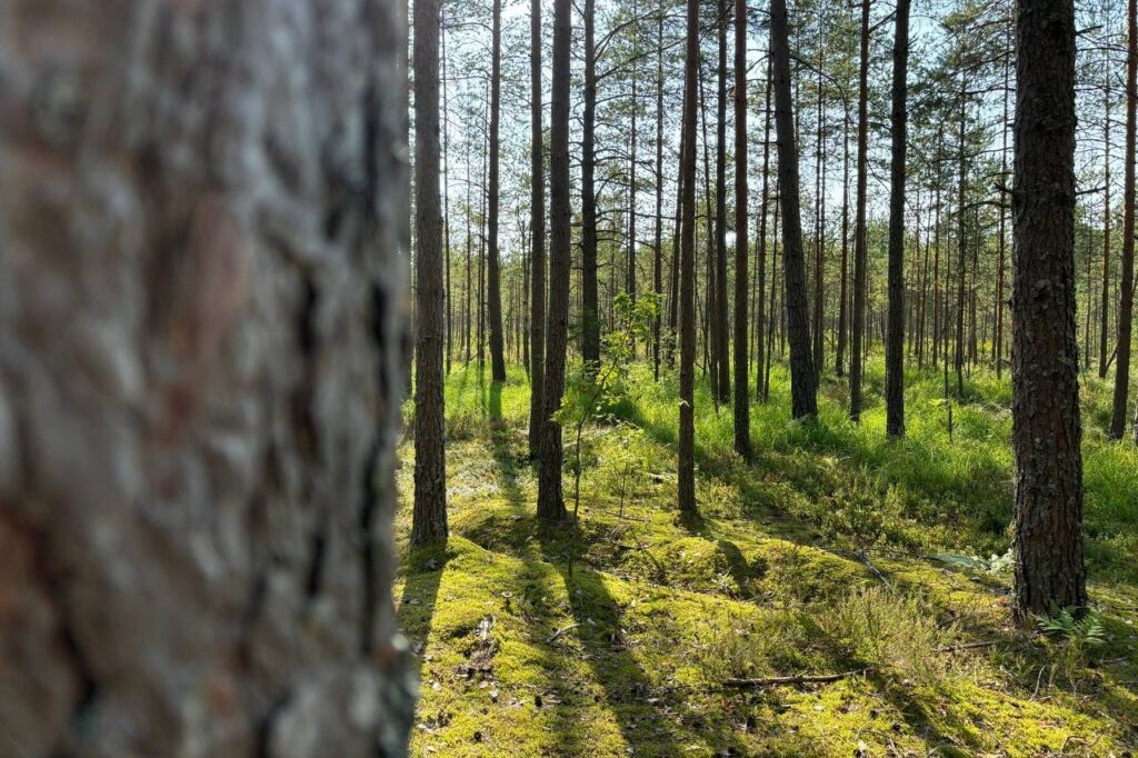    Фото: smolnarod.ru