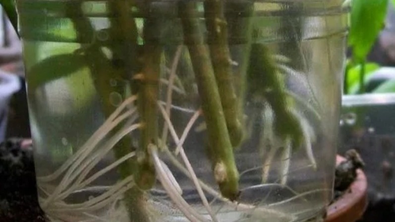 Результат через 7 дней после добавления 3г прополиса в воду