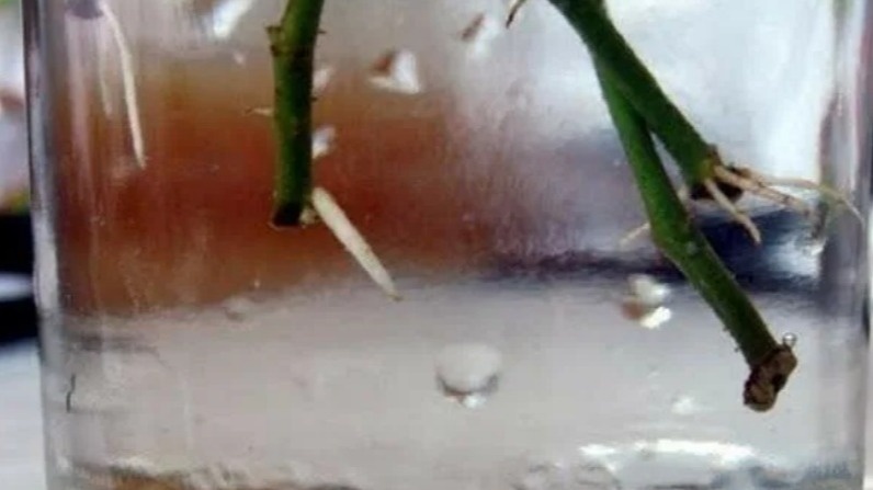 Результат появился только через 18 дней