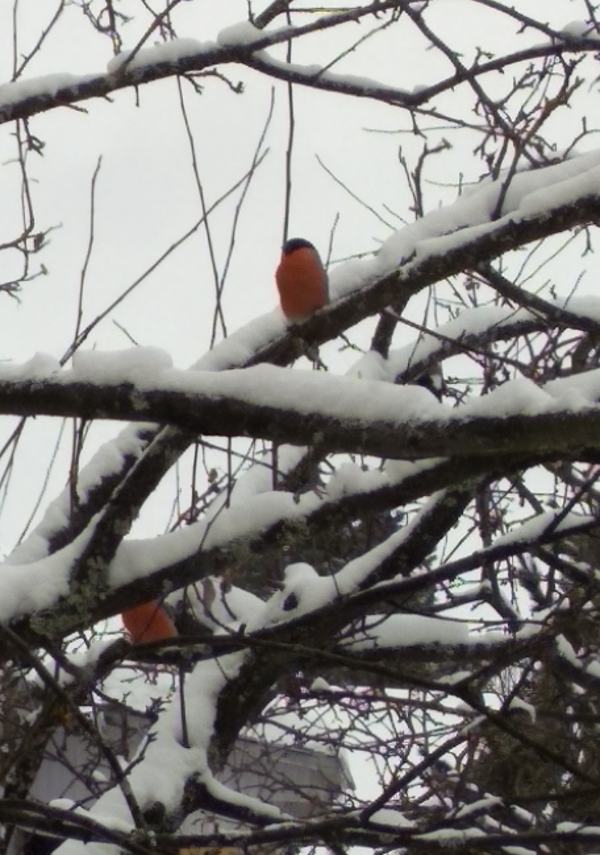 Какие яркие "фонарики"