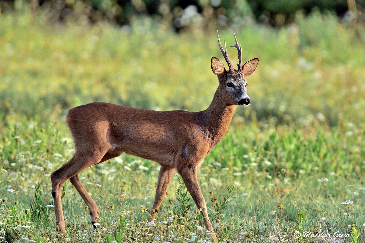 Сибирская косуля, фото с сайта: https://www.sb.by/articles/kosul-boyatsya-vo-dvor-ne-khodit.html