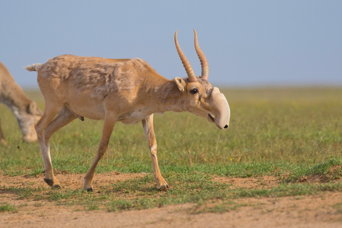 Сайга, фото с сайта: https://rgo.ru/activity/redaction/articles/evolyutsiya-na-begu-kak-saygakam-udalos-perezhit-mamontov/