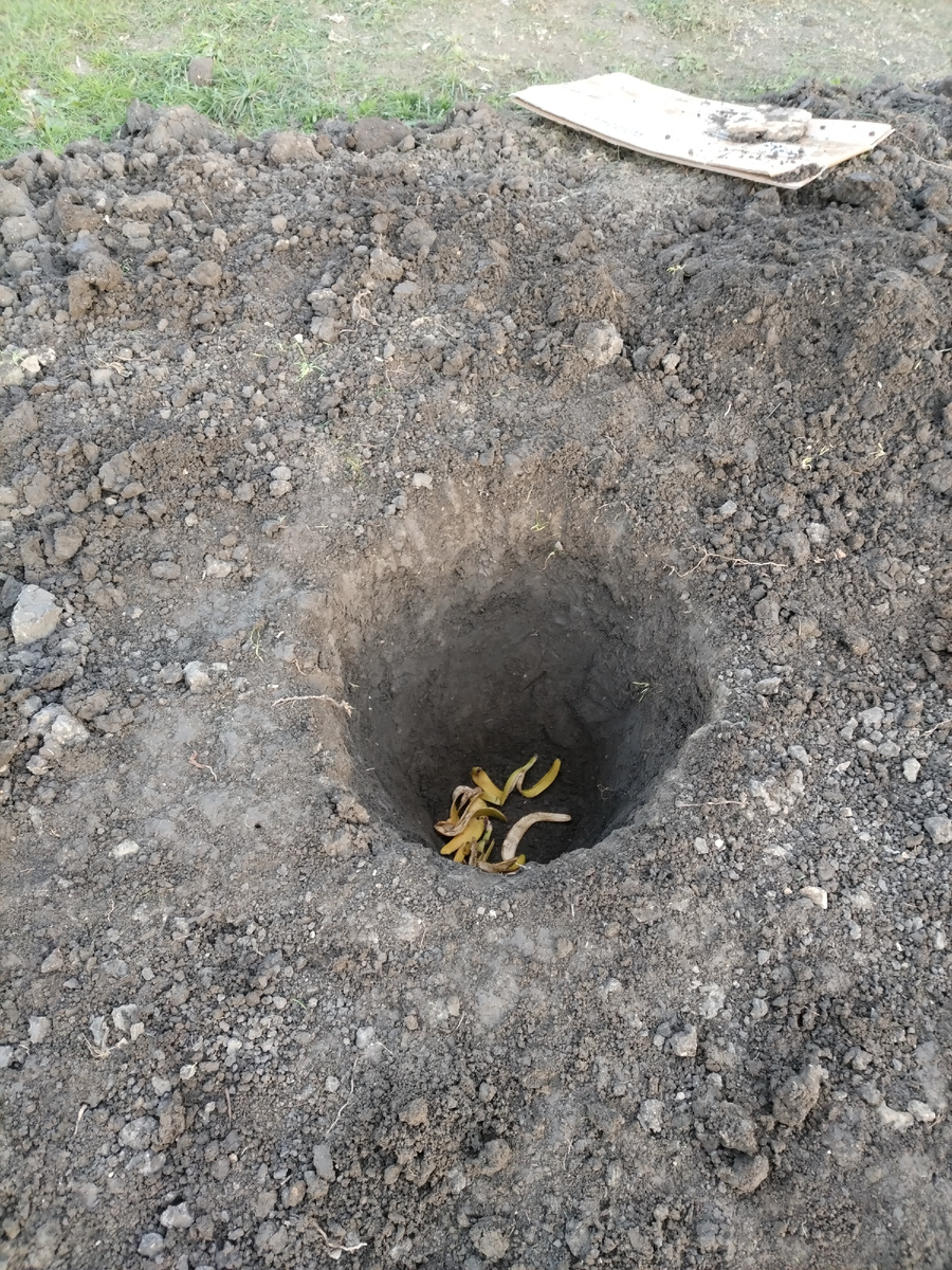 Первое дерево почти посадил