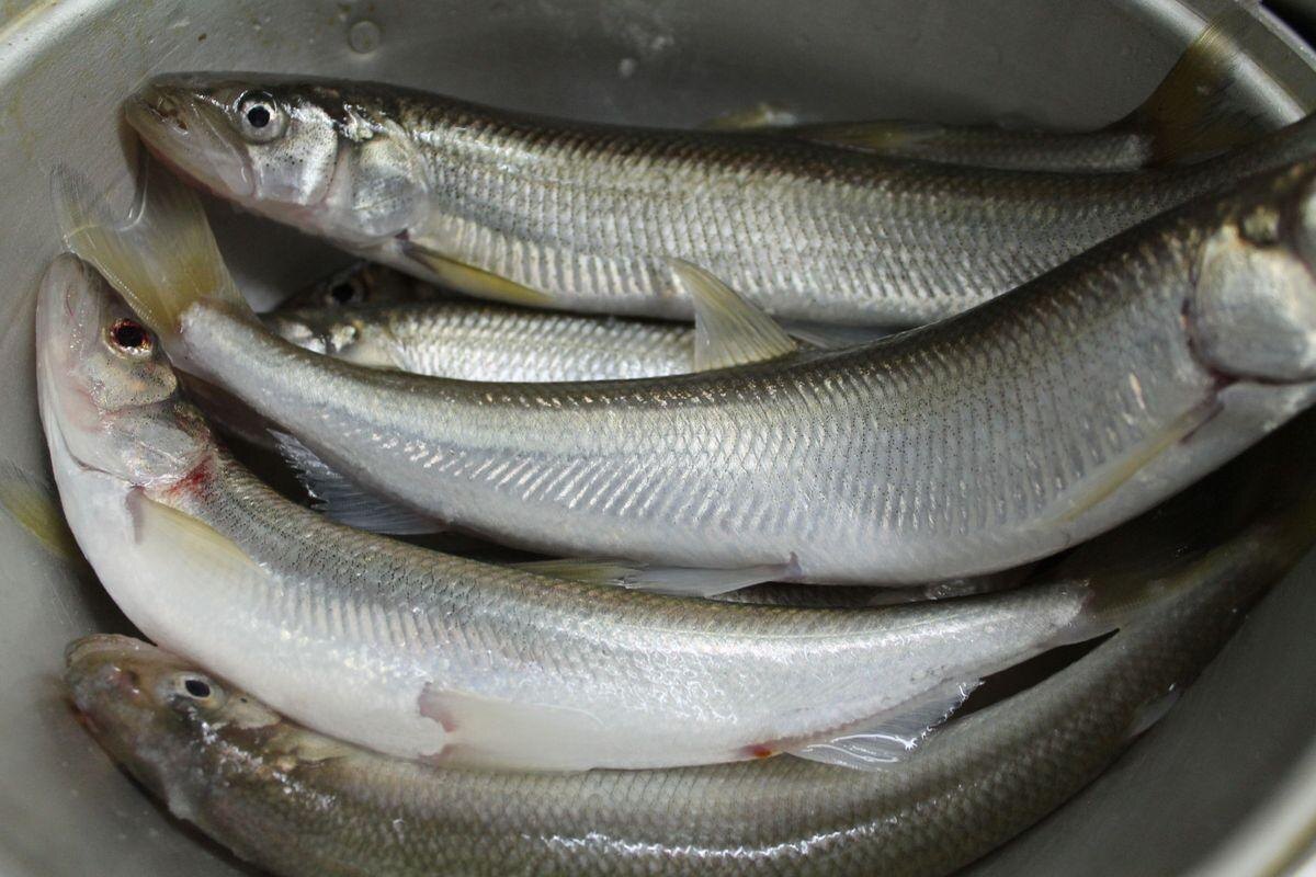 Фото с сайта: https://sib.fm/news/2021/04/15/v-peterburge-s-15-aprelya-nachinaetsya-massovaya-prodazha-koryushki