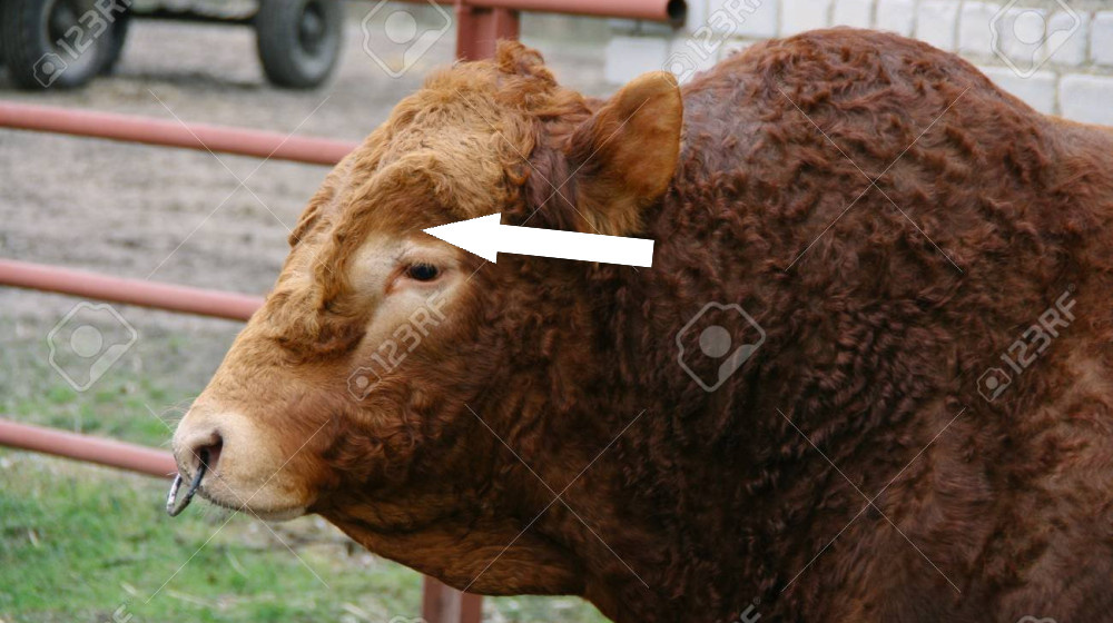    Это не мода или наказание почему у быков и коров кольцо в носу
