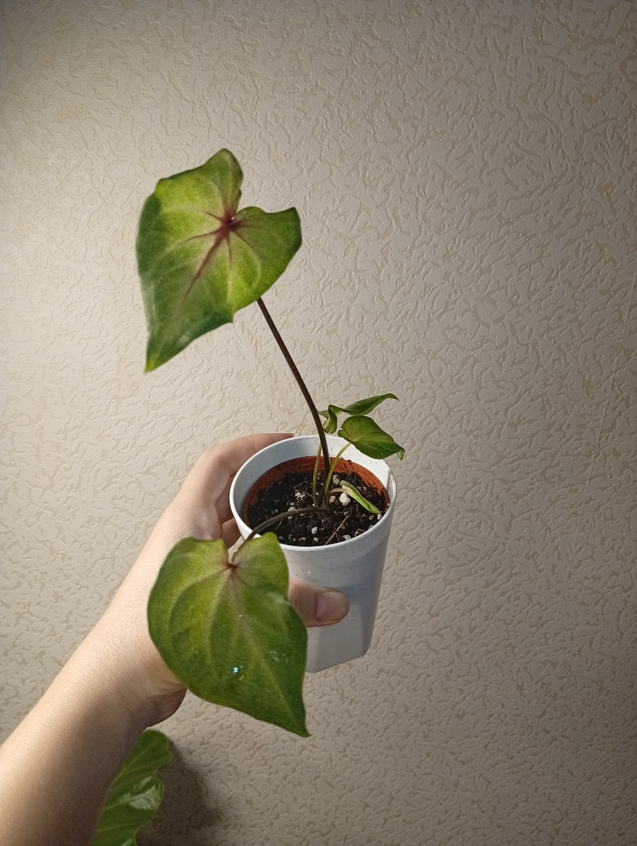 Фото в день покупки