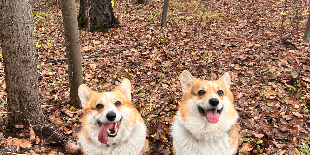 Праздничный вторник 🌼 и наши Язычки из осеннего леса! 🐶👅🍂