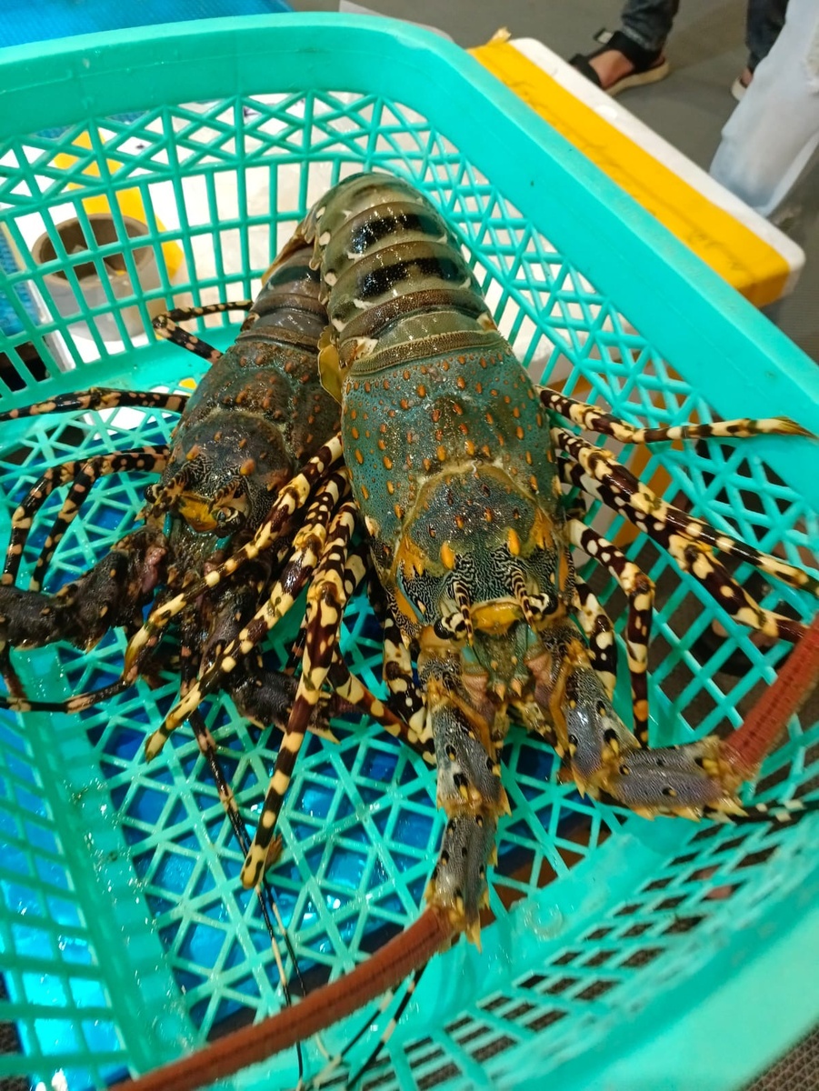 Лобстеры. При нас их выловили с аквариума и приготовили. 