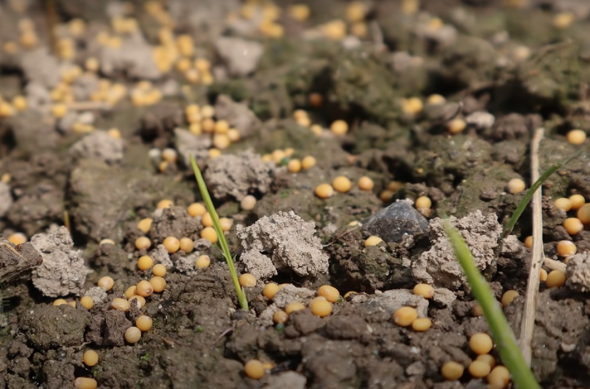 Что ещё можно посадить под зиму? Руководство для начинающих огородников