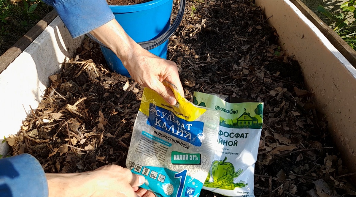 Что ещё можно посадить под зиму? Руководство для начинающих огородников