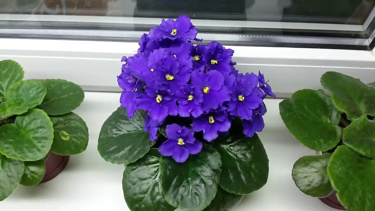 Каждая фиалка уникальна, у каждой из них своя неповторимая история!