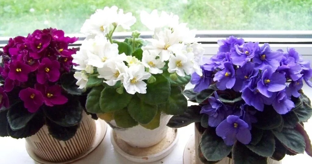 Фиалки скажут "спасибо": как перекись водорода помогает растениям пышно цвести