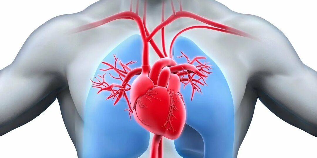 Сердце стучит — а калия и магния нет? Как понять, что этим элементам пора на подмогу