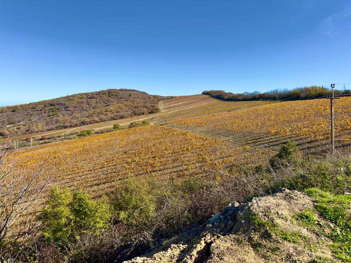 От стелы открывается потрясающий вид на виноградники…