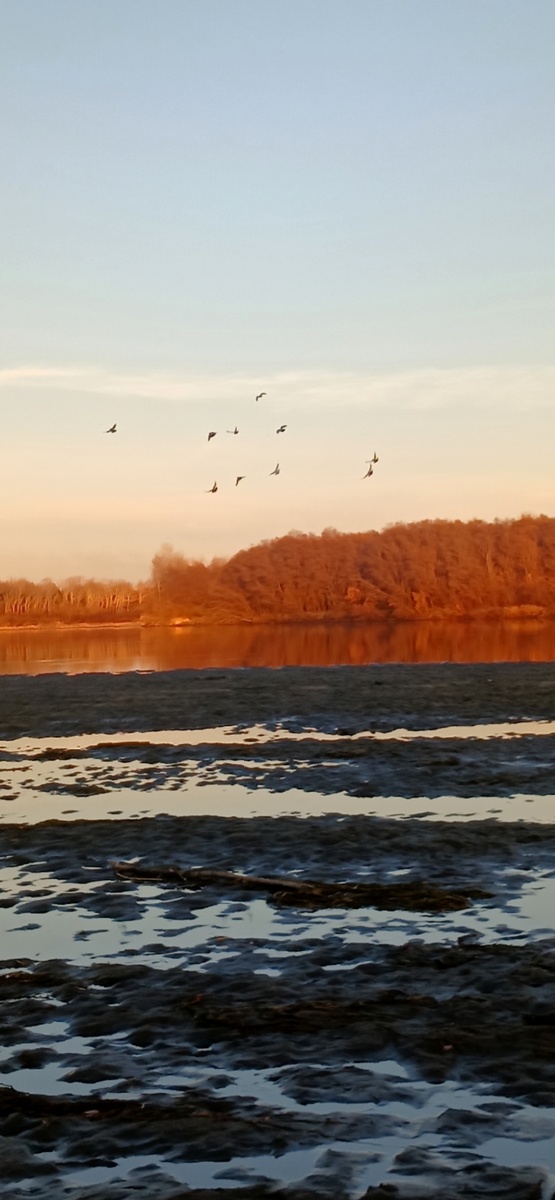 Птицы кружат над рекой